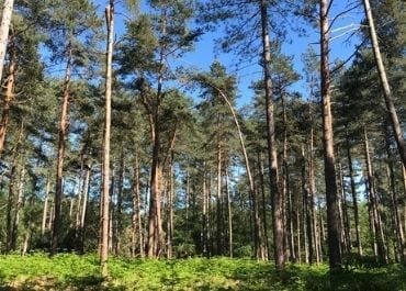 Promenons nous dans les bois Halatte Nord Promenons nous dans les bois Halatte Nord