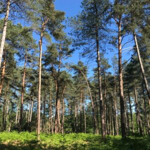 Image Promenons-nous dans les bois - Nord de la Forêt d'Halatte (Oise)