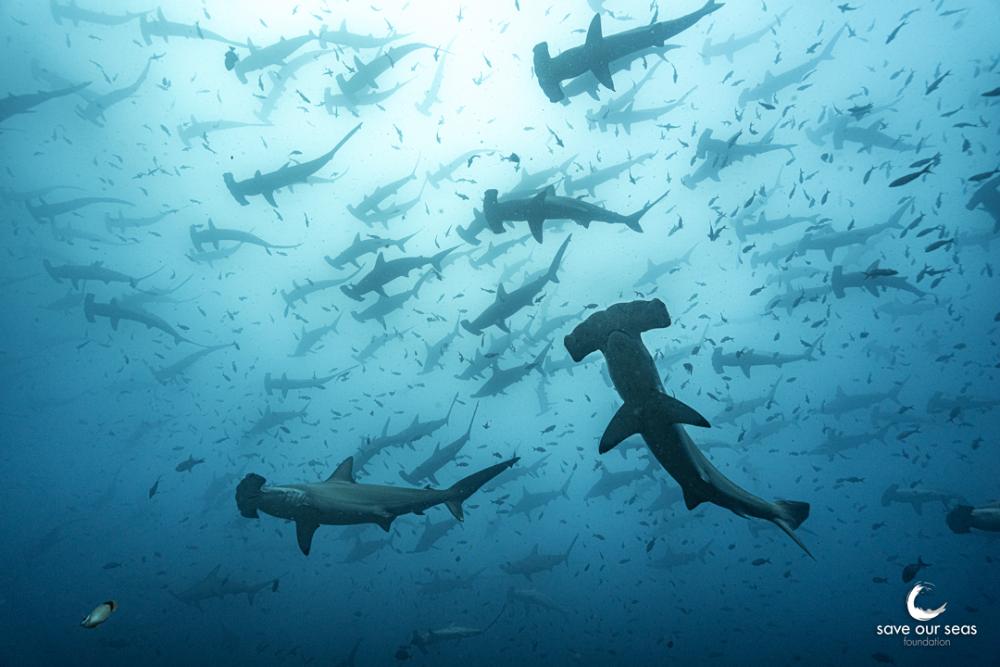 Image_Des requins dans la ville