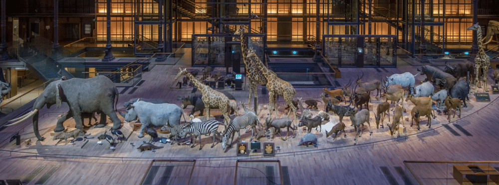 Image_Jeu de piste – Paris – Galerie de l’évolution