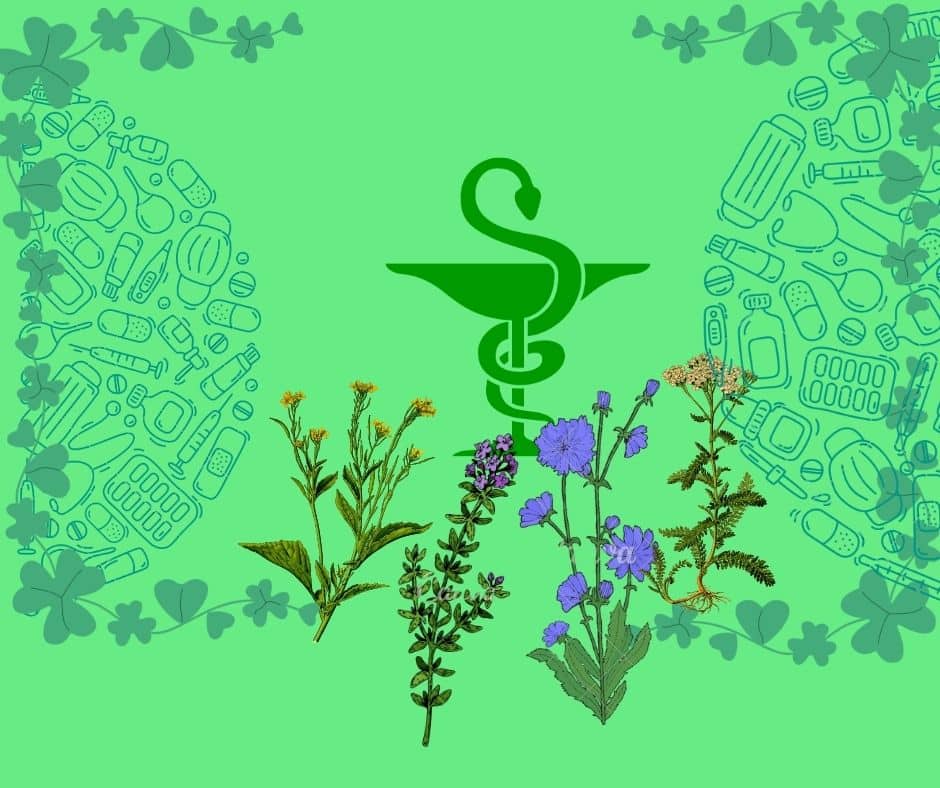 Image_Rien que des plantes