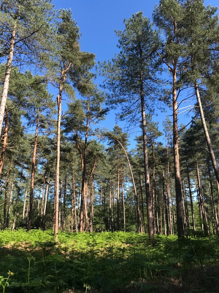 Image Promenons-nous dans les bois - Nord de la Forêt d'Halatte (Oise)