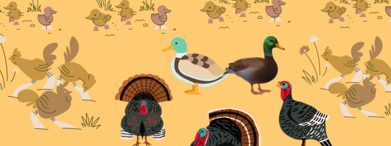 Image Une houdanaise qui a du pot !