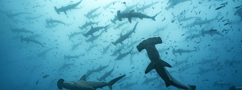 Image Des requins dans la ville