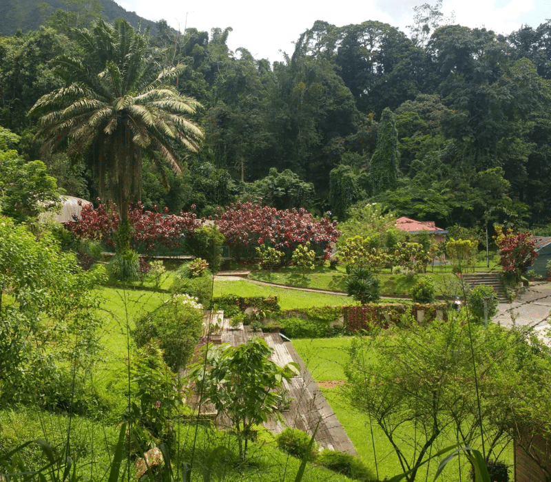 Image d'un jardin botanique